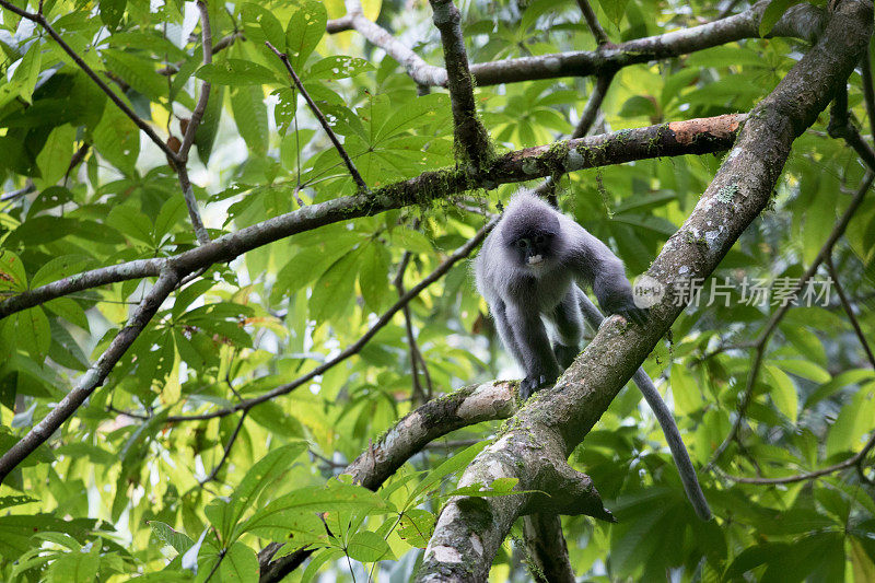 动物:成年黑叶猴(Trachypithecus obscurus)，又称眼镜叶猴，或眼镜叶猴。